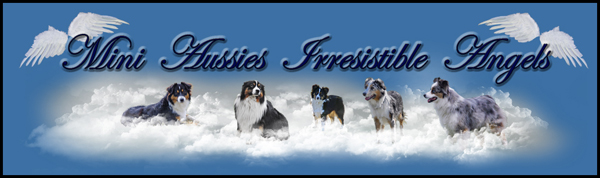 Mini Aussies ~ Irresistible Angels - Located in Iowa